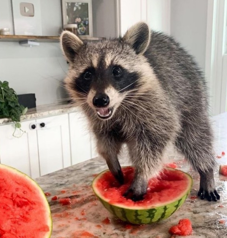 raccoon